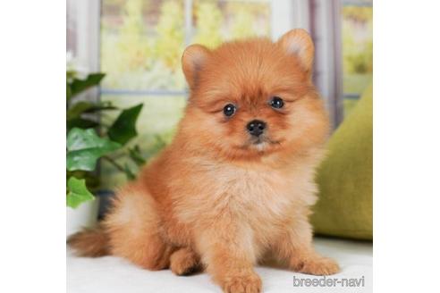 成約済の神奈川県のポメラニアン-241473の5枚目