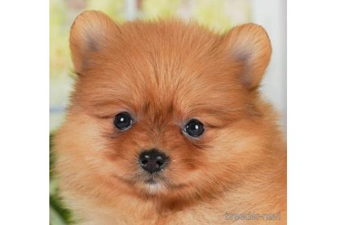 成約済の神奈川県のポメラニアン-241473