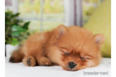 成約済の神奈川県のポメラニアン-241473の3枚目