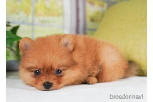 成約済の神奈川県のポメラニアン-241473の2枚目