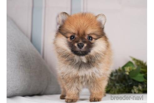 成約済の神奈川県のポメラニアン-241474の3枚目