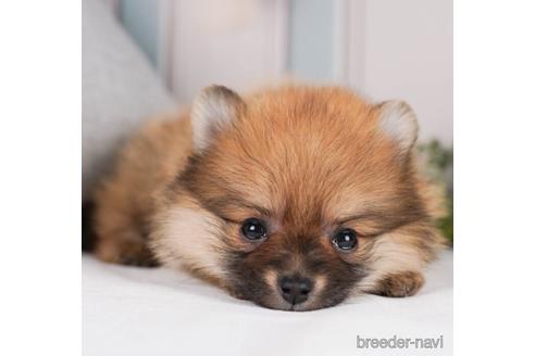 成約済の神奈川県のポメラニアン-241474