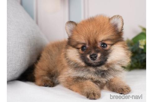 成約済の神奈川県のポメラニアン-241474の4枚目