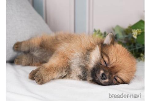 成約済の神奈川県のポメラニアン-241474の5枚目