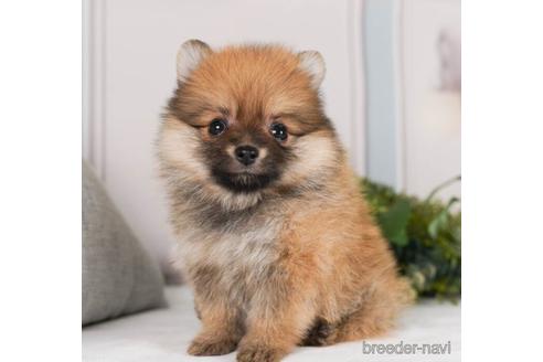 成約済の神奈川県のポメラニアン-241474の2枚目