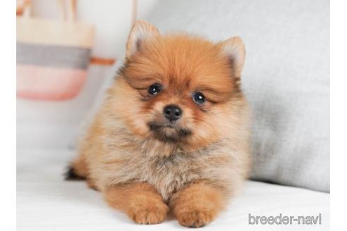 成約済の神奈川県のポメラニアン-241475の2枚目