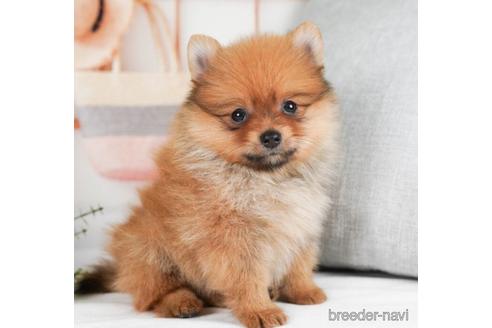 成約済の神奈川県のポメラニアン-241475の3枚目