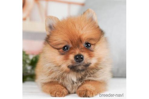 成約済の神奈川県のポメラニアン-241475