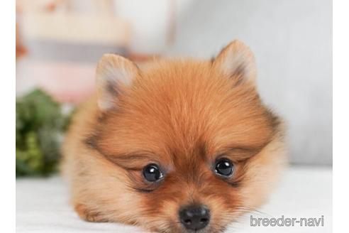 成約済の神奈川県のポメラニアン-241475の4枚目