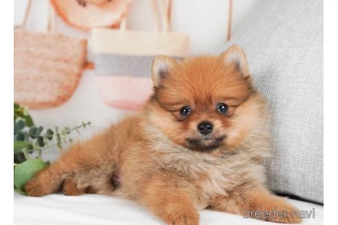 成約済の神奈川県のポメラニアン-241475の5枚目