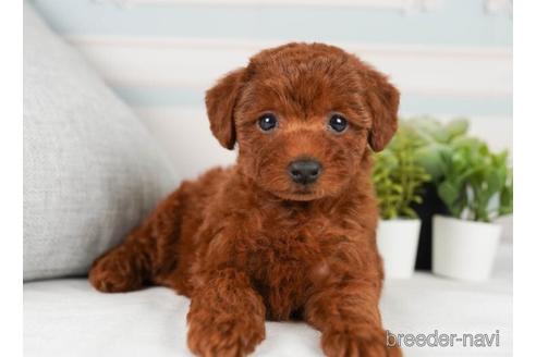 成約済の神奈川県のトイプードル-241476の2枚目