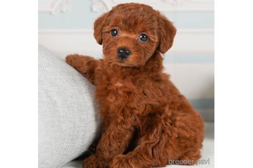 成約済の神奈川県のトイプードル-241476の1枚目