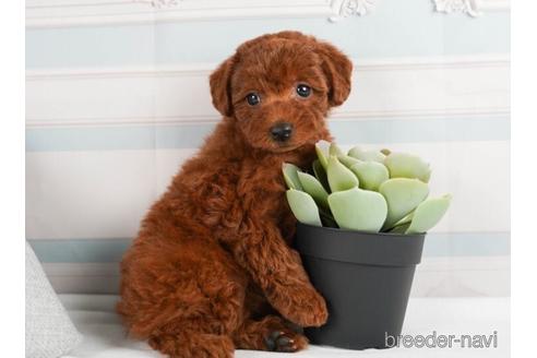 成約済の神奈川県のトイプードル-241476の3枚目