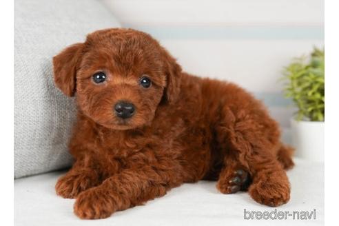 成約済の神奈川県のトイプードル-241476の4枚目