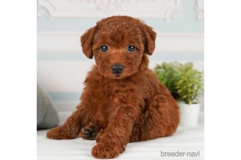 成約済の神奈川県のトイプードル-241476の5枚目