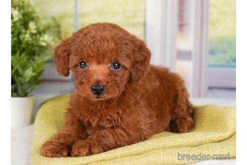 成約済の神奈川県のトイプードル-241477の3枚目