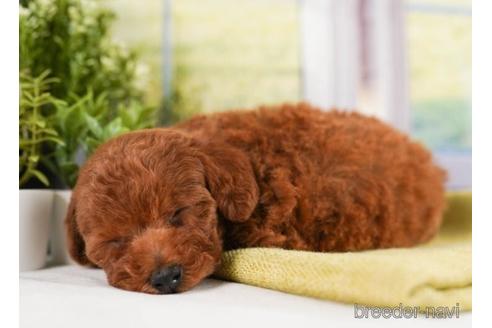 成約済の神奈川県のトイプードル-241477の4枚目