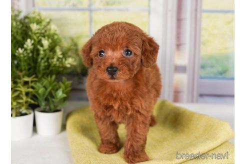 成約済の神奈川県のトイプードル-241477の2枚目