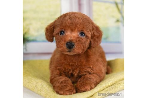 成約済の神奈川県のトイプードル-241477の1枚目