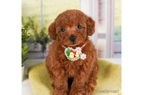 成約済の神奈川県のトイプードル-241477の5枚目