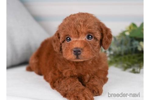 成約済の神奈川県のトイプードル-241479の5枚目