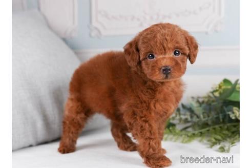 成約済の神奈川県のトイプードル-241479の4枚目