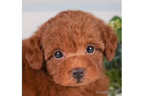 成約済の神奈川県のトイプードル-241479の1枚目