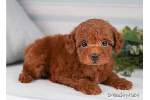 成約済の神奈川県のトイプードル-241479の3枚目