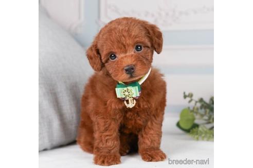 成約済の神奈川県のトイプードル-241479の2枚目