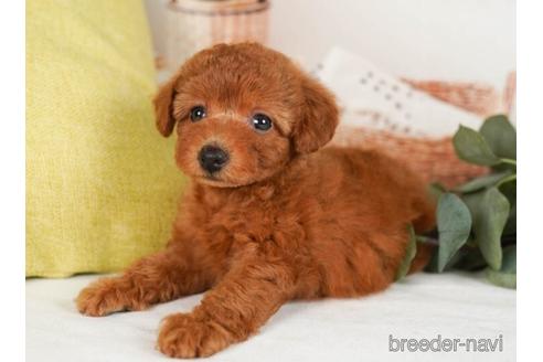 成約済の神奈川県のトイプードル-241480の2枚目