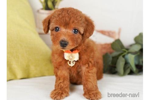 成約済の神奈川県のトイプードル-241480の3枚目