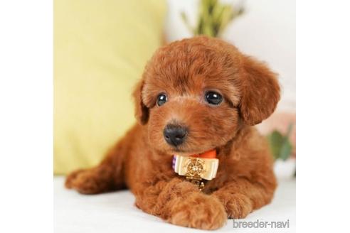 成約済の神奈川県のトイプードル-241480の4枚目