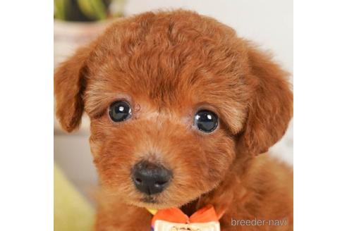 成約済の神奈川県のトイプードル-241480の1枚目