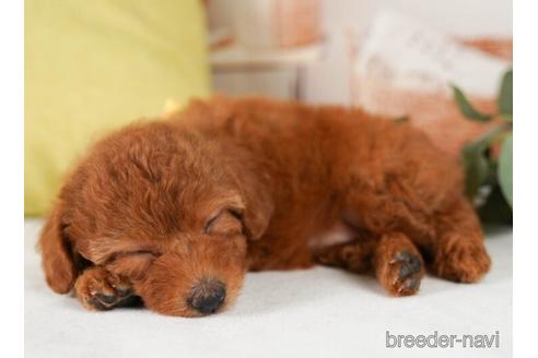 成約済の神奈川県のトイプードル-241480の5枚目