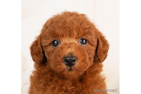 成約済の千葉県のトイプードル-241482