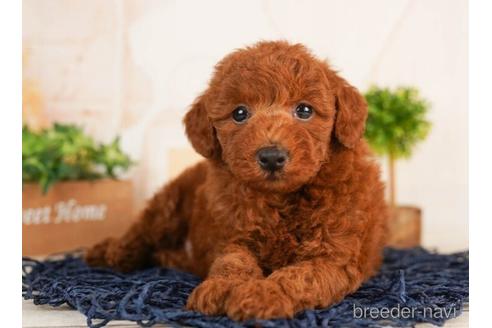 成約済の千葉県のトイプードル-241482の5枚目