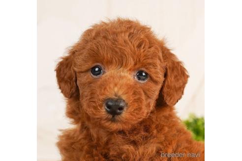 成約済の千葉県のトイプードル-241482の2枚目