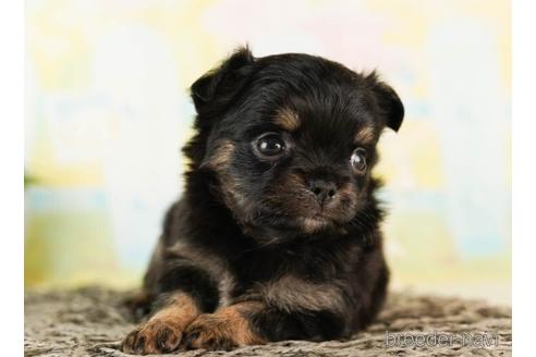 成約済の千葉県のチワワ(ロングコート)-241487の2枚目