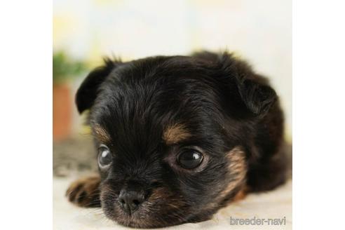 成約済の千葉県のチワワ(ロングコート)-241487の3枚目