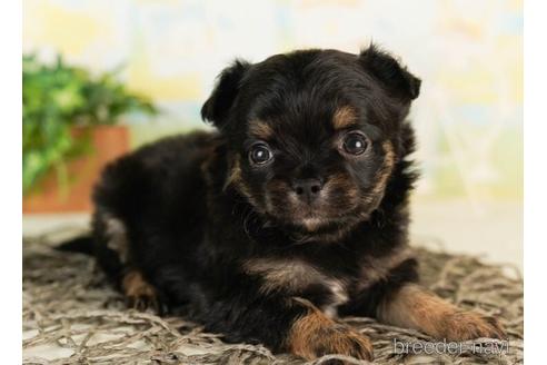 成約済の千葉県のチワワ(ロングコート)-241487の5枚目