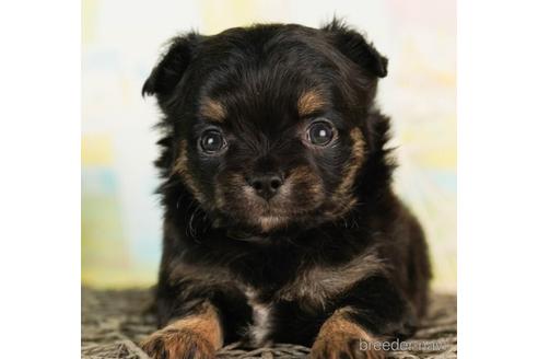 成約済の千葉県のチワワ(ロングコート)-241487