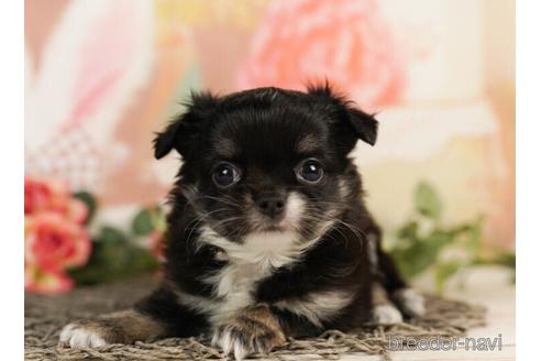 成約済の千葉県のチワワ(ロングコート)-241488の5枚目