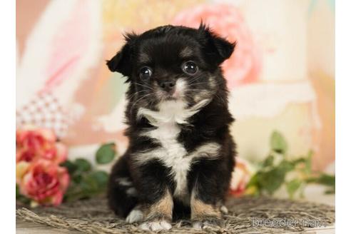 成約済の千葉県のチワワ(ロングコート)-241488の2枚目