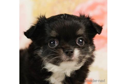 成約済の千葉県のチワワ(ロングコート)-241488の1枚目