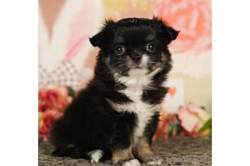 成約済の千葉県のチワワ(ロングコート)-241488の3枚目