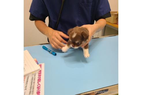 成約済の愛知県のチワワ(ロングコート)-238920の10枚目