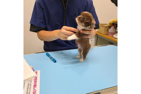 成約済の愛知県のチワワ(ロングコート)-238920の8枚目