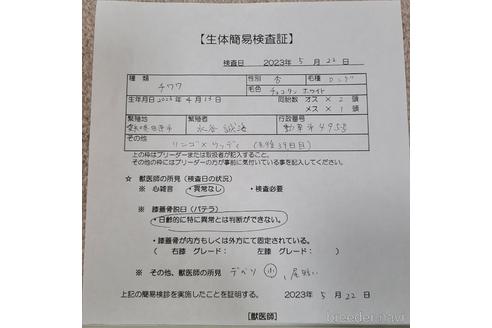 成約済の愛知県のチワワ(ロングコート)-238920の9枚目