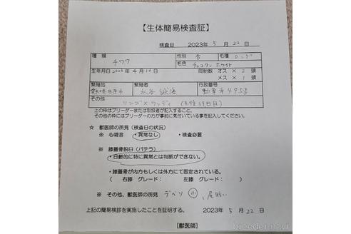 成約済の愛知県のチワワ(ロングコート)-238920の10枚目