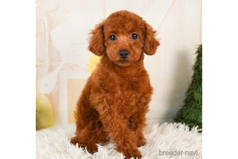 成約済の千葉県のトイプードル-241493の5枚目